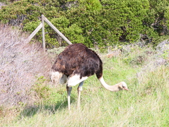 Struthio camelus australis