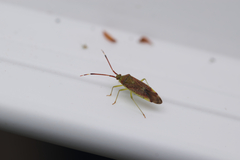 Pantilius tunicatus