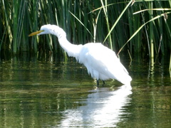 Ardea alba