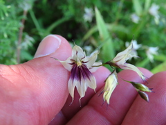 Melasphaerula graminea