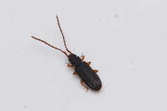 Uleiota planata