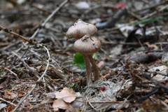 Collybiopsis peronata