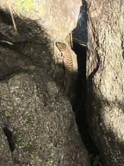 Archaeolacerta bedriagae