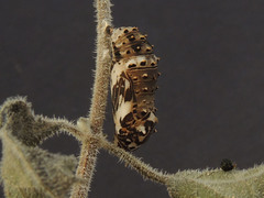 Chlosyne californica