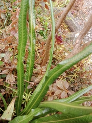 Polypodioideae