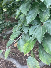 Fagaceae