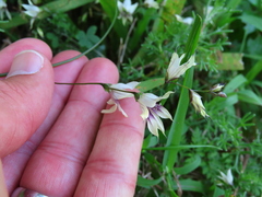 Melasphaerula graminea