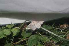 Digrammia ocellinata