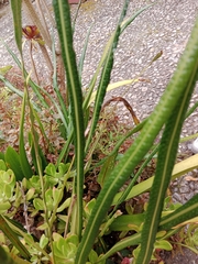 Polypodioideae