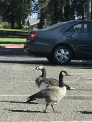 Branta canadensis