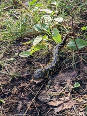 Ambystoma mavortium