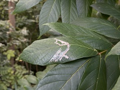 Agromyzidae