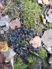 Peltigera praetextata