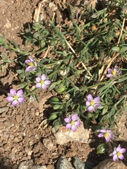 Spergularia rubra