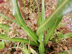 Polypodioideae