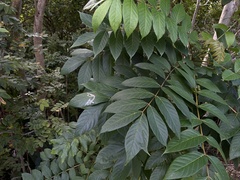 Agromyzidae