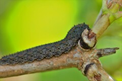 Lagium atroviolaceum