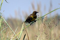 Pseudoleistes virescens
