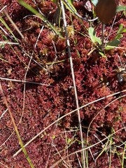 Sphagnum