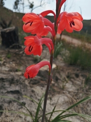 Watsonia
