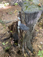 Fomitopsidaceae