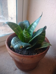 Aechmea fasciata