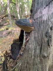 Fomitopsidaceae