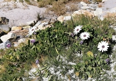 Dimorphotheca fruticosa