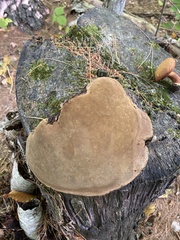Fomitopsidaceae