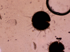 Phyllactinia fraxini