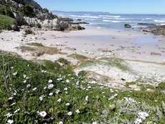 Dimorphotheca fruticosa