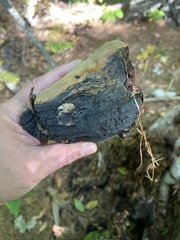 Fomitopsidaceae