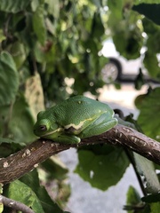 Hyla gratiosa