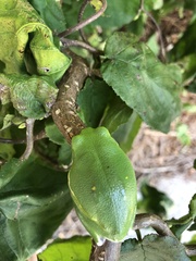Hyla gratiosa