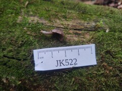 Rhodocybe