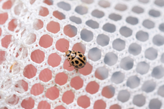 Tytthaspis sedecimpunctata