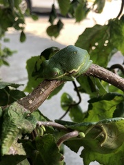 Hyla gratiosa