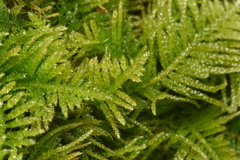 Kindbergia oregana