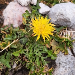 Crepidinae