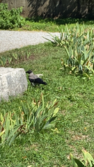 Corvus cornix