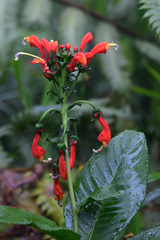 Centropogon granulosus