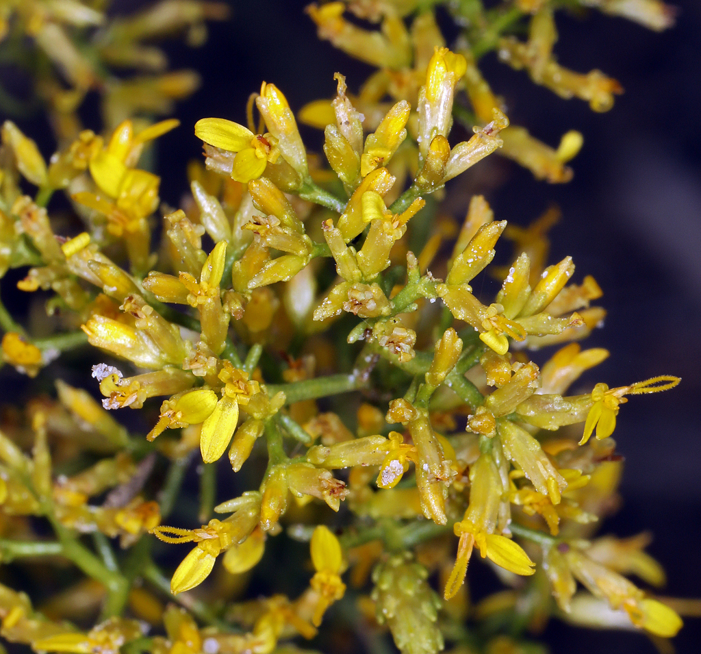 Threadleaf Snakeweed Threadleaf snakeweed (2025 Seed Collection List) · iNaturalist