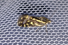 Acontia trabealis