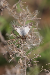 Heliopetes omrina