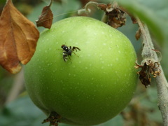 Rhagoletis pomonella