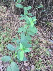 Maesa perlaria formosana