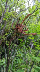 Exobasidium parvifolii