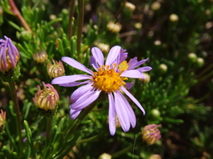Felicia fruticosa