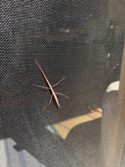 Parabacillus hesperus