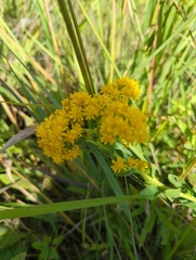 Solidago rigida